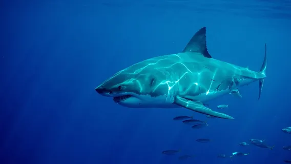 1-day tour of Gansbaai great white shark cage diving from Cape Town