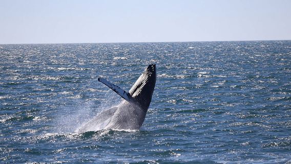 Whale watching and northern lights tour from Reykjavik