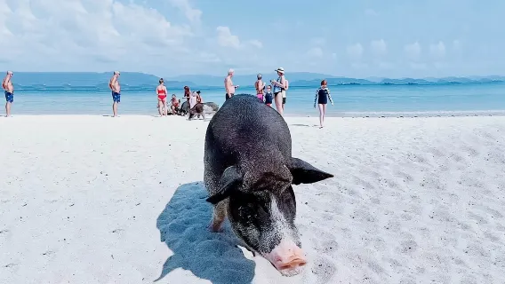 蘇梅島丹島豬島暮色島出海浮潛半日遊 海上派對 粉紅海豚發現之旅