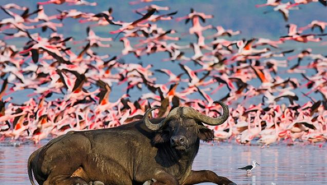 ทัวร์ส่วนตัวอุทยานแห่งชาติทะเลสาบนากูรูเต็มวัน พร้อมรถโฟร์วีล