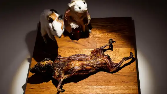 ปาล์มา เด มายอร์กา: ตั๋วเข้าชมพิพิธภัณฑ์อาหารสุดขยะแขยง