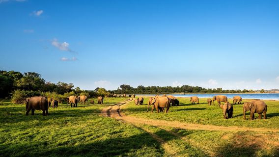 Minneriya: Minneriya National Park Private Safari