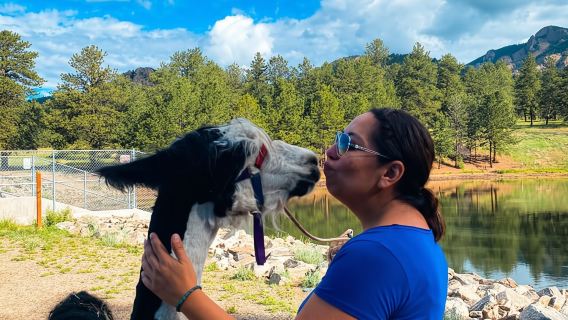 Denver: escursione con i lama nelle Montagne Rocciose