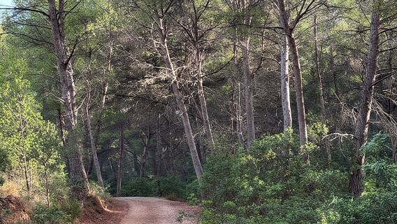 Serra de Tramuntana: Chuyến đi bộ ven biển dễ dàng với quang cảnh tuyệt đẹp
