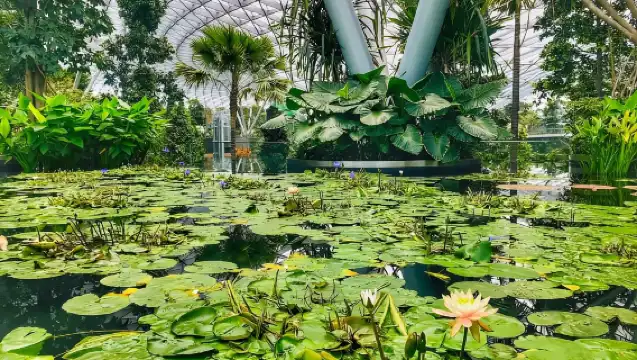 新加坡：探索星耀樟宜導覽遊