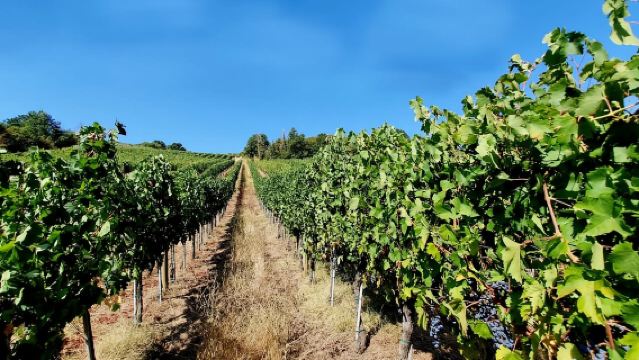 Scandicci: Bellavista Wine Tasting Experience