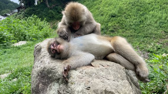 Green Season Snow Monkeys: Baby Monkeys & Scenic Forest Walk