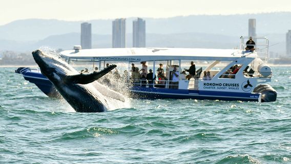 ล่องเรือชมปลาวาฬที่โกลด์โคสต์โคโคโม 2.5 ชั่วโมง