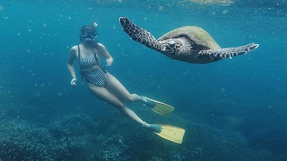 Pigeon Island Snorkeling – Swim with Sharks & Turtles