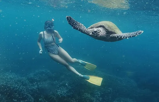 鴿子島浮潛-與鯊魚和海龜一起游泳