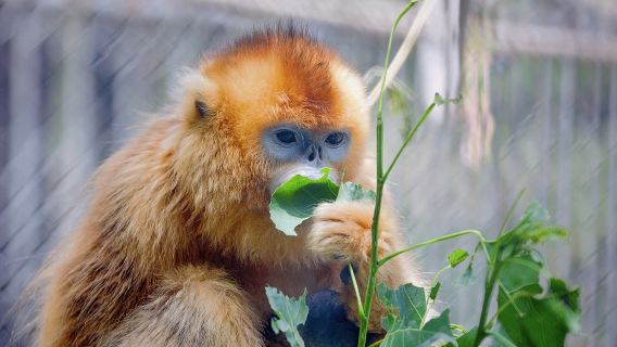 Семейный частный тур по Сианю: Парк четырёх редких животных Циньлин