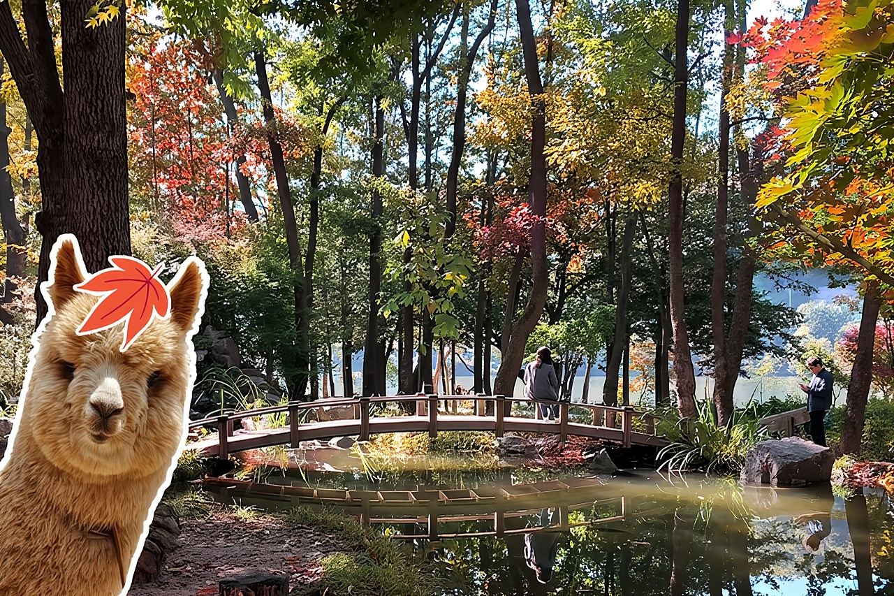 Nami+Alpaca+Giardino della calma mattutina (+opzione bici su rotaia)