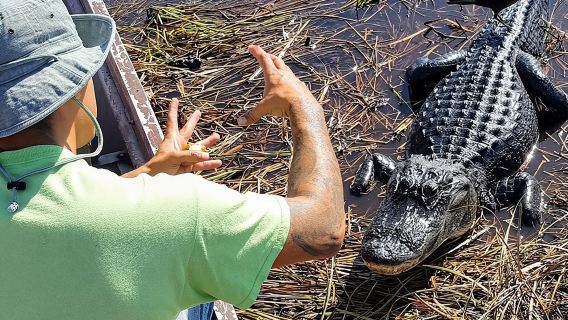 Chuyến tham quan Công viên Quốc gia Everglades nửa ngày và chuyến đi thuyền không khí 1 giờ