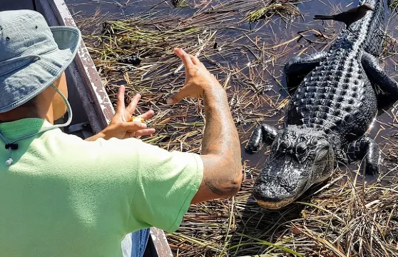 大沼澤國家公園半日遊及1小時氣墊船體驗