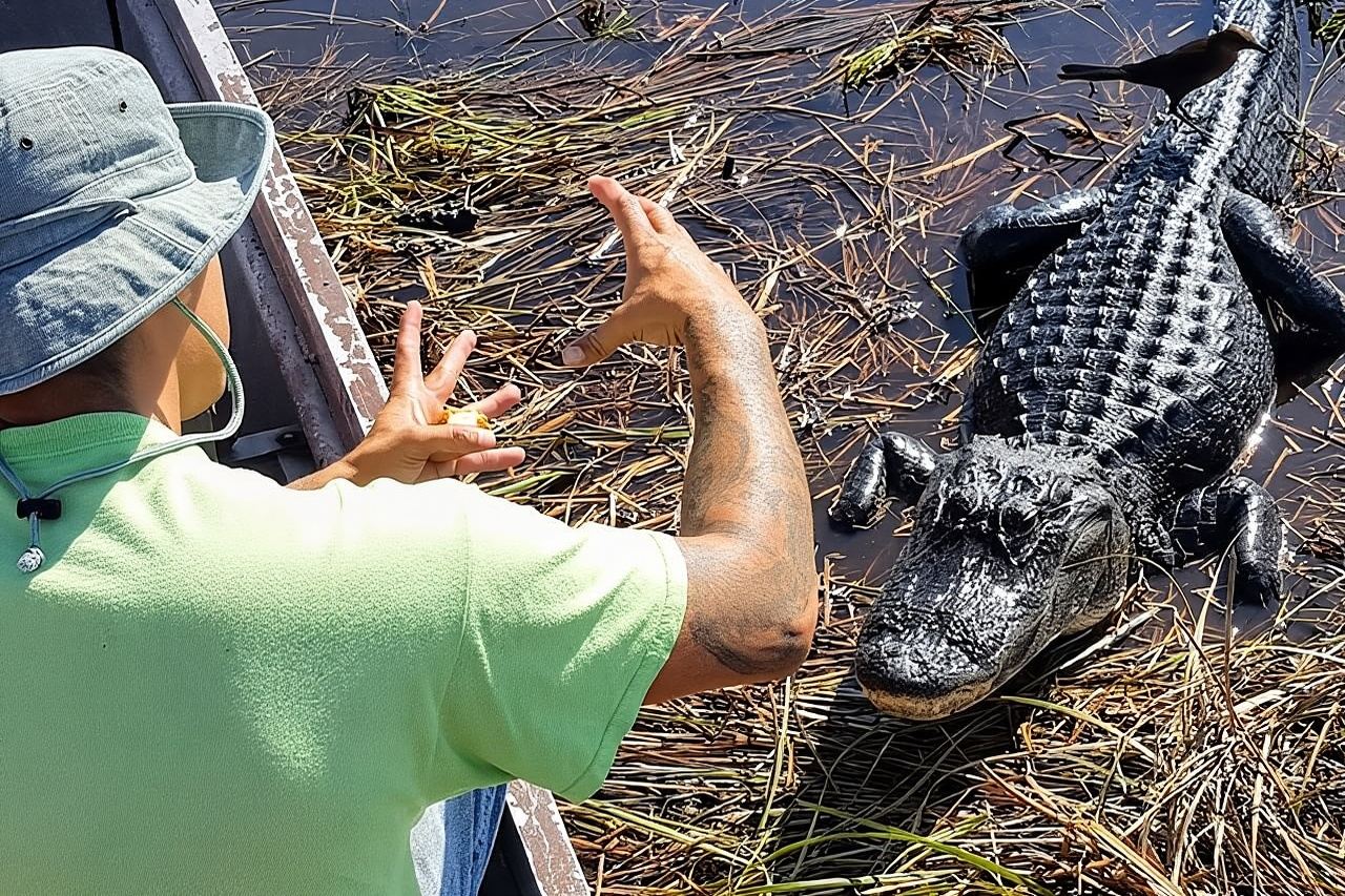 Half-day Everglades National Park Tour and 1-Hour Air Boat Ride