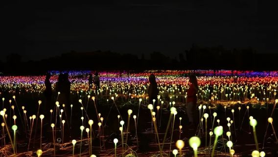 Uluru Field of Light exhibition in Northern Territory with hotel transfer