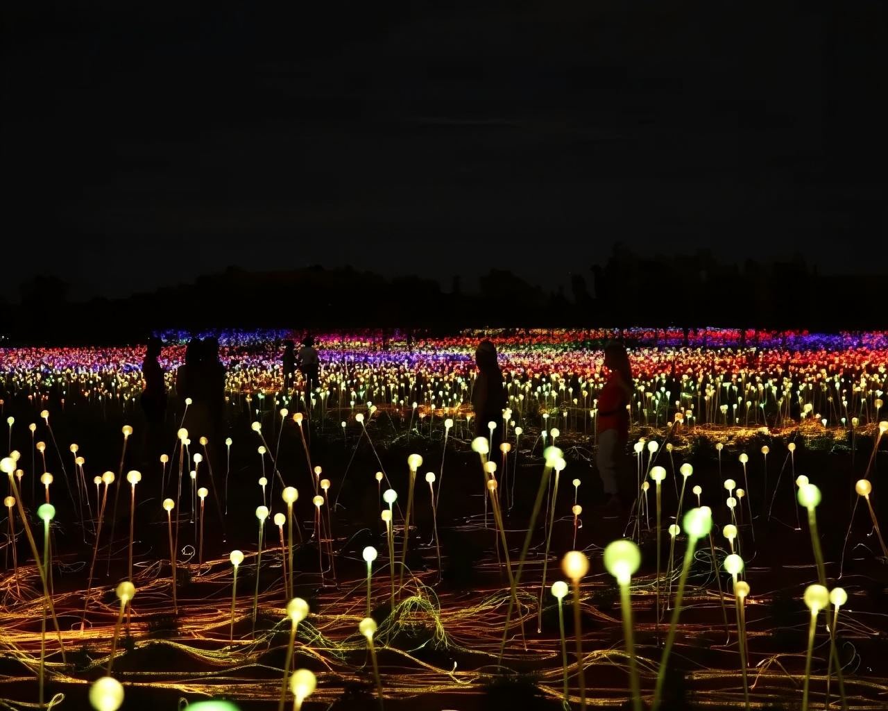 ทัวร์แสงไฟ Field of Light ที่อุลูรู เขตปกครองนอร์เทิร์นเทร์ริทอรี พร้อมบริการรับส่งจากโรงแรม