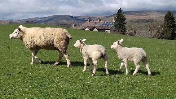 Taman Negara North York Moors + lawatan sehari Whitby dari York, UK