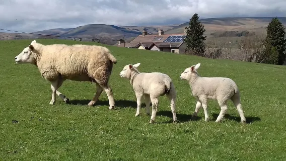 tour di un giorno al Parco Nazionale North York Moors + Whitby da York, Regno Unito