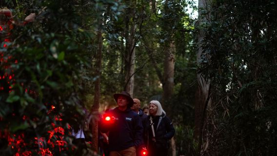 ゴールドコースト ホタルナイトツアー【天宝林山|英語ガイドオプション付き(食事込み)|スプリングブルック代替】