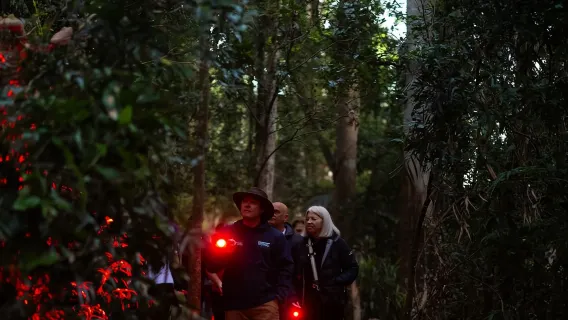 Gold Coast Firefly Night Tour [Temple Forest Hills | Tour in inglese con cibo | Alternativa a Springbrook]