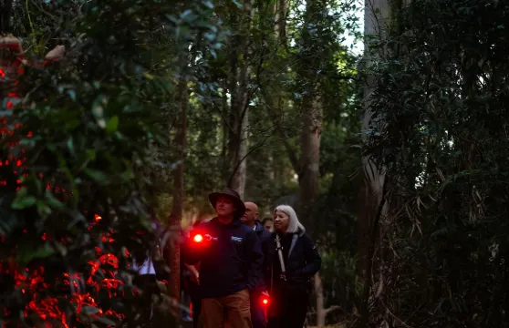 黃金海岸螢火蟲夜遊【天寶林山丨可選英文團含美食丨春溪替代】