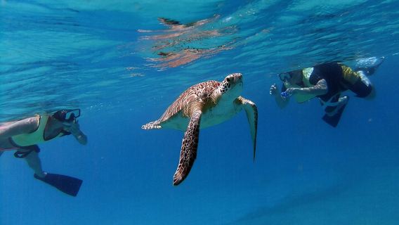 Turtle Cove Catamaran Snorkel and Sail at Little Buck Island STT