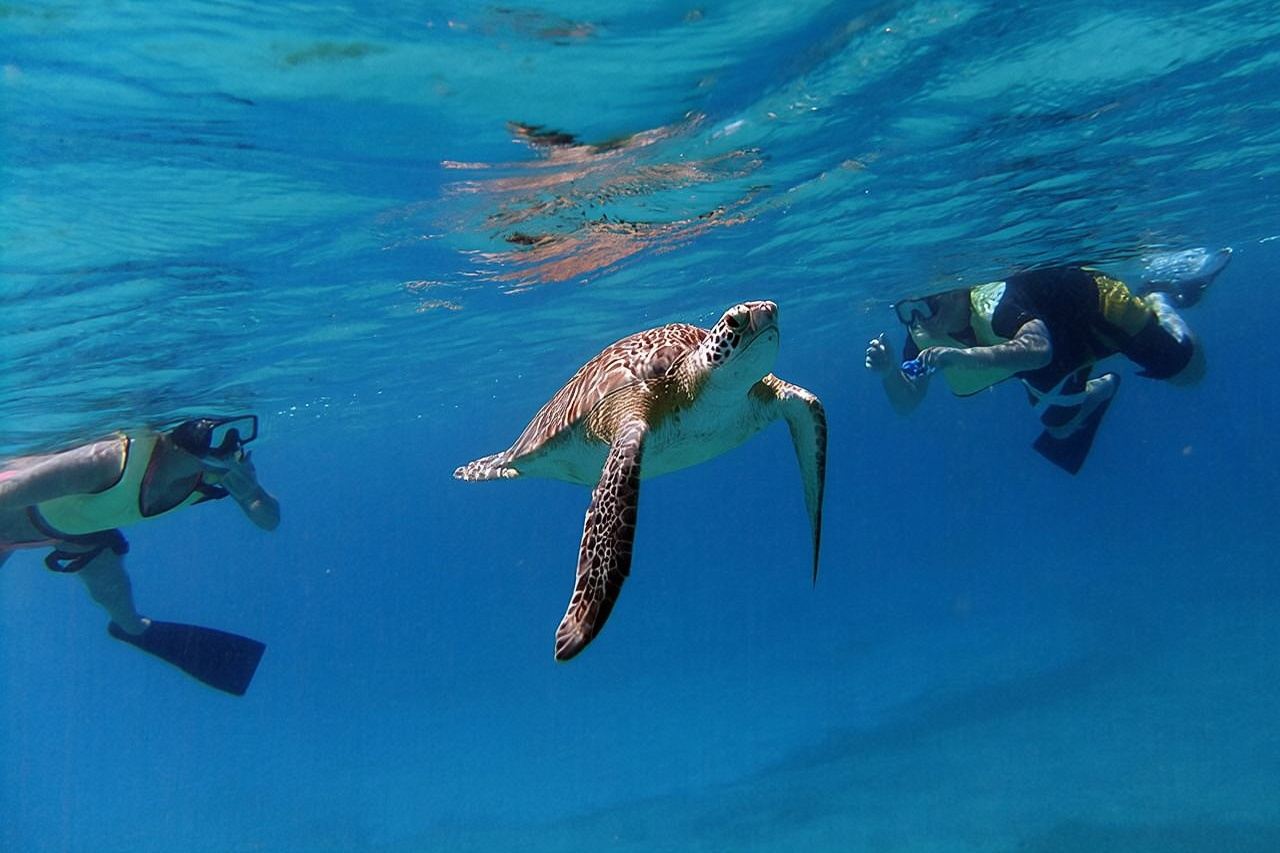 Turtle Cove Catamaran Snorkel and Sail at Little Buck Island STT