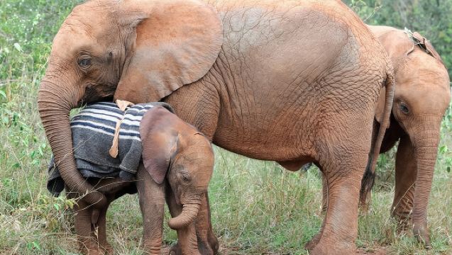 Elephant Orphanage & Giraffe Centre Tour