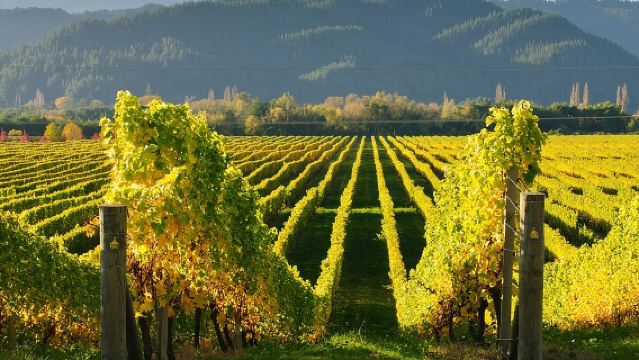 Kakheti: Bodbe, Sighnaghi, Telavi Wine Tour from Tbilisi