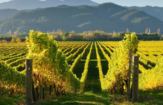 卡赫季：從第比利斯出發的博德貝、西格納吉、塔拉維葡萄酒之旅