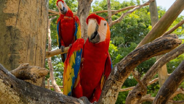 Full-Day Tour Isla Baru - National Aviary of Colombia and Playa Blanca