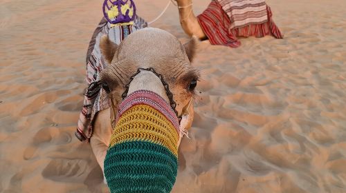 Dubai: 60Minute Self-Drive ATV Quadbike, Camel Ride, Sand Surfing 2