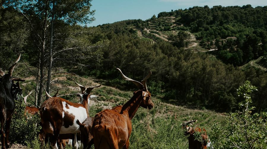 從馬賽出發：普羅旺斯地區艾克斯美酒芝士之旅