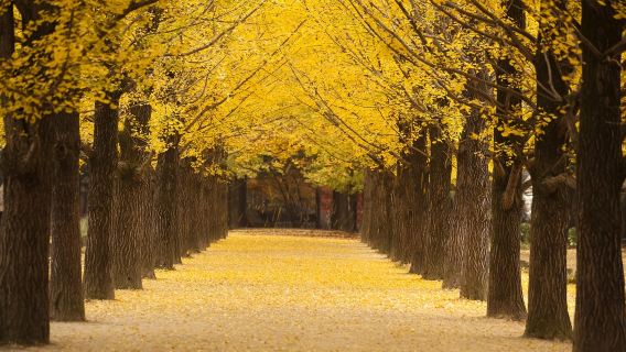 A Peaceful Escape from Seoul – Nami Island Day Tour