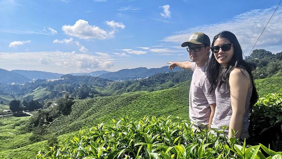 Cameron Highland Best Day Tour from Ipoh with Lunch ( Day Trip)
