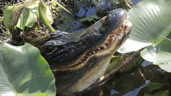 Private River Of Grass Everglades Airboat Adventure