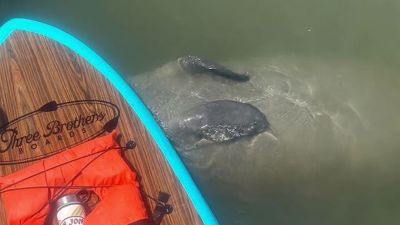 SUP-Abenteuertour mit Delfinen, Seekühen und Meeresschildkröten in St. Augustine