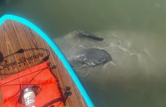 聖奧古斯丁海豚、海牛和海龜立槳衝浪探險之旅