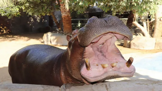 Experiencia en el Zoológico Emirates Park de Abu Dabi [Por tu cuenta]