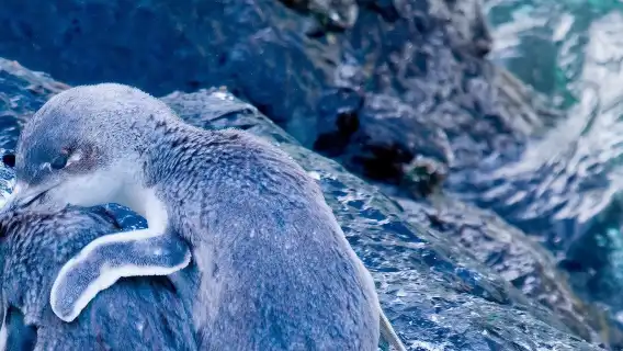 Christchurch, New Zealand one-day tour[Penguin Tour from Akaroa 44547]