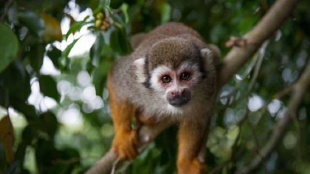 Monkeyland and Plantation Safari Tour from Punta Cana