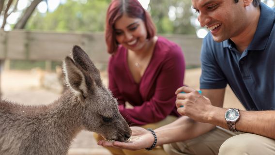 Sydney: Blue Mountains Scenic World, Wildlife Park und Mittagessen