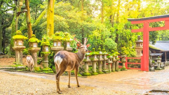 From Osaka: Nara Deer & Kyoto Kiyomizudera Sightseeing Tour