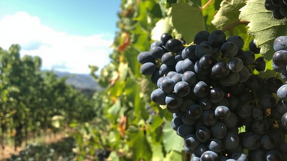 Эмилия-Романья: Пармиджано-Реджано, Даллара и винный тур