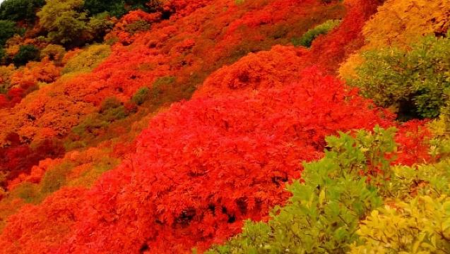 日本小樽運河+天狗山【中文司機/可訂多日】