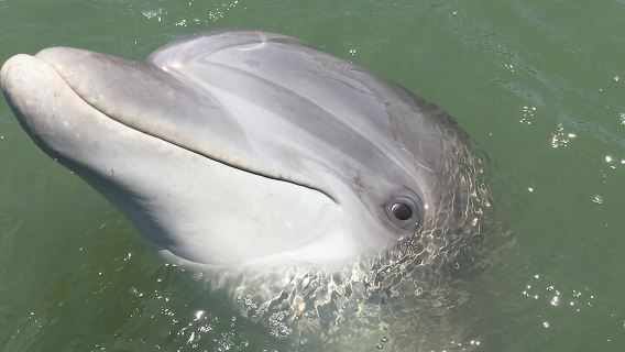 Hilton Head Island Dolphin Boat Cruise