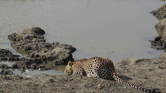 Mikumi National Park in a Day - A Day Tour from Morogoro