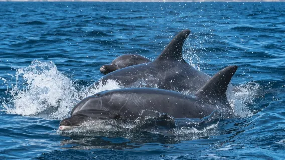 Muscat Port 1-day tour in Oman [Dolphin Watching/Snorkeling/Sunset Cruise]