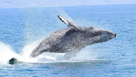 Whale and dolphin watching adventure tour in Orange County